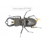 Lucanus tibetanus ssp. China, Yunnan, Nujiang, Lushui county. 1M. Luca-Luca-211765.