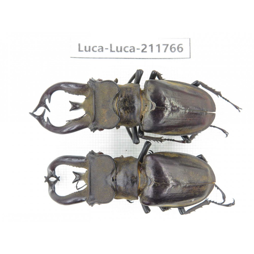Lucanus tibetanus ssp. China, Yunnan, Nujiang, Lushui county. 2M. Luca-Luca-211766.