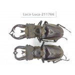 Lucanus tibetanus ssp. China, Yunnan, Nujiang, Lushui county. 2M. Luca-Luca-211766.