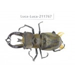 Lucanus tibetanus ssp. China, Yunnan, Nujiang, Lushui county. 1M. Luca-Luca-211767.