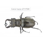 Lucanus tibetanus ssp. China, Yunnan, Nujiang, Lushui county. 1M. Luca-Luca-211768.