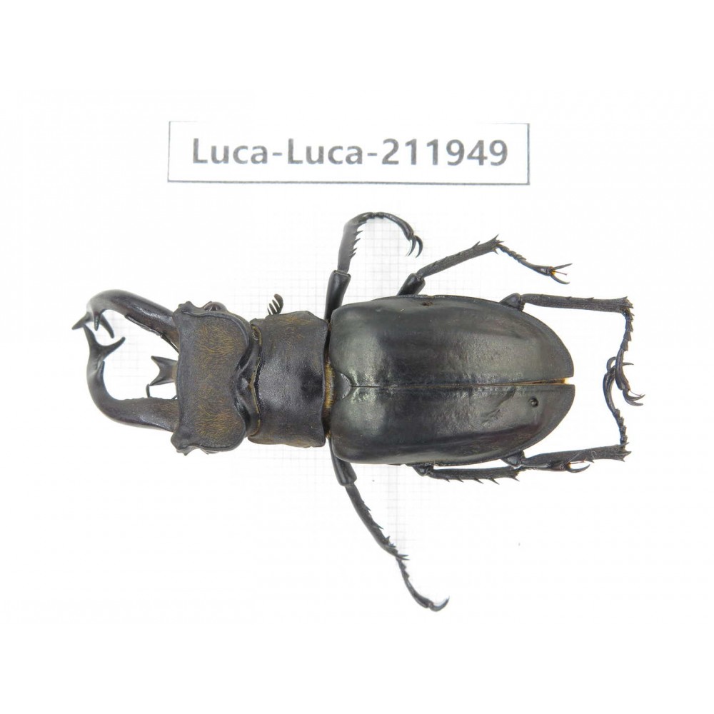 Lucanus tibetanus ssp. China, Yunnan, Nujiang, Lushui county. 1M. Luca-Luca-211949.