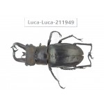 Lucanus tibetanus ssp. China, Yunnan, Nujiang, Lushui county. 1M. Luca-Luca-211949.