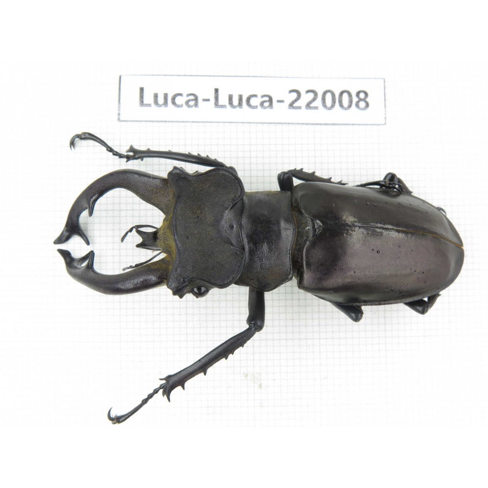 Lucanus fryi. China, Tibet, Linzhi, Motuo county. 1M. Luca-Luca-22008.