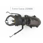 Lucanus fryi. China, Tibet, Linzhi, Motuo county. 1M. Luca-Luca-22008.