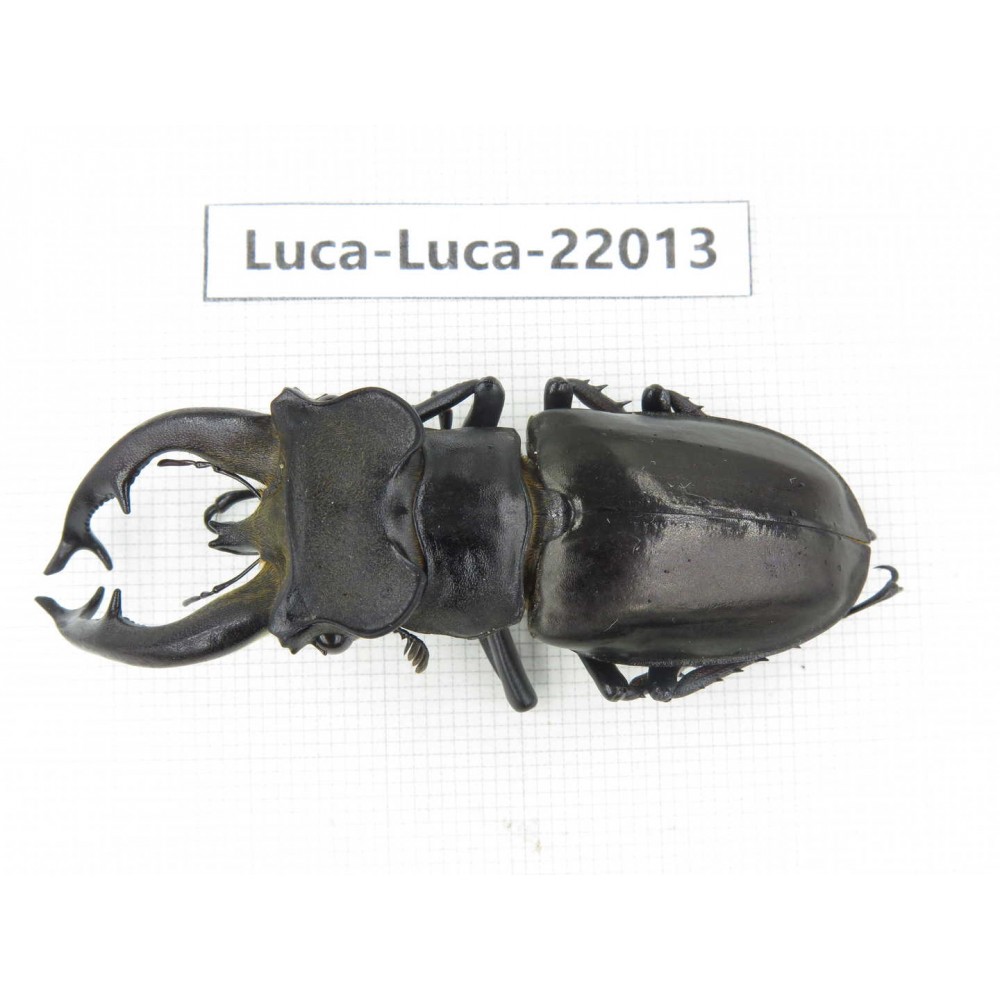 Lucanus fryi. China, Tibet, Linzhi, Motuo county. 1M. Luca-Luca-22013.