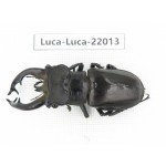 Lucanus fryi. China, Tibet, Linzhi, Motuo county. 1M. Luca-Luca-22013.