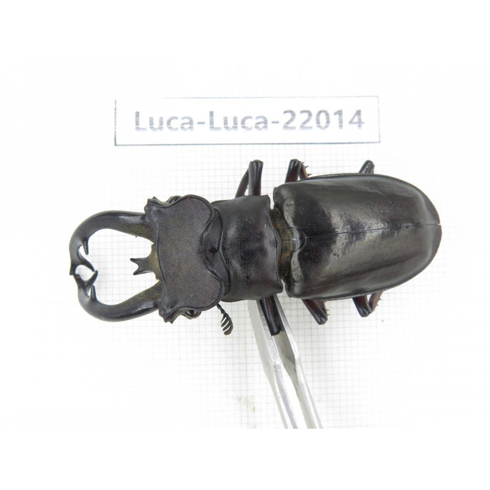 Lucanus fryi. China, Tibet, Linzhi, Motuo county. 1M. Luca-Luca-22014.