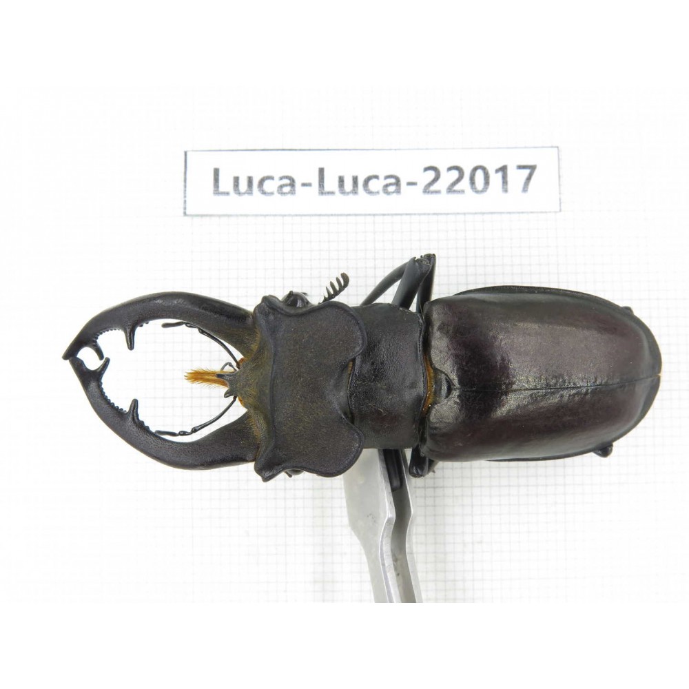 Lucanus fryi. China, Tibet, Linzhi, Motuo county. 1M. Luca-Luca-22017.