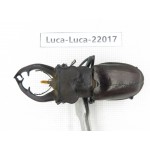Lucanus fryi. China, Tibet, Linzhi, Motuo county. 1M. Luca-Luca-22017.