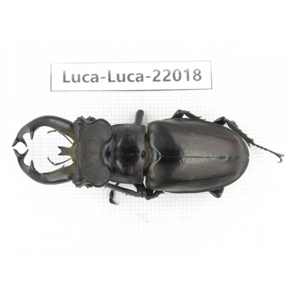 Lucanus fryi. China, Tibet, Linzhi, Motuo county. 1M. Luca-Luca-22018.