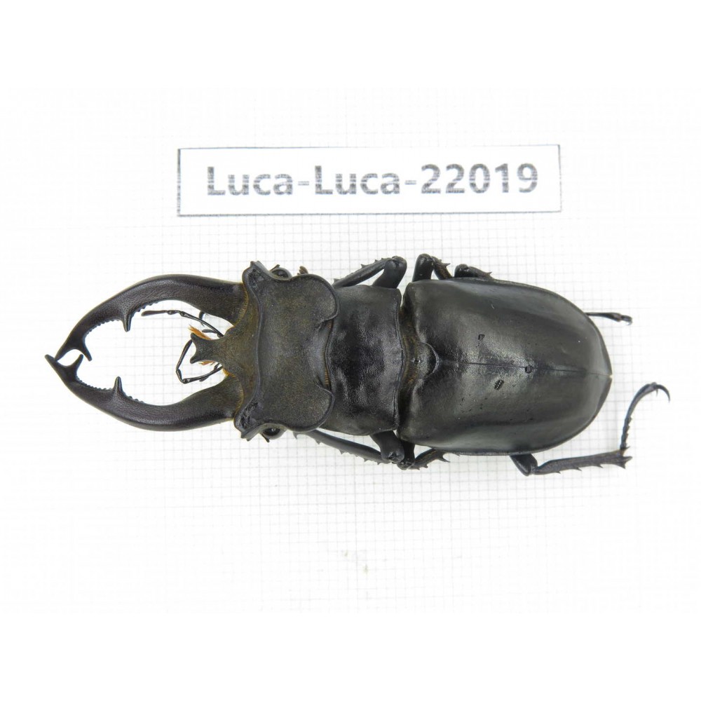 Lucanus fryi. China, Tibet, Linzhi, Motuo county. 1M. Luca-Luca-22019.