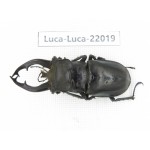 Lucanus fryi. China, Tibet, Linzhi, Motuo county. 1M. Luca-Luca-22019.