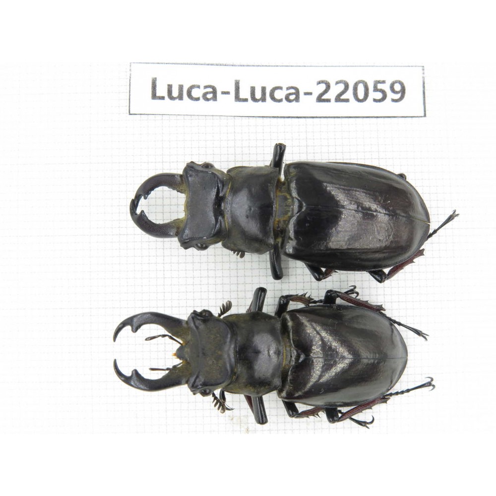 Lucanus langi.  China, Tibet, Linzhi, Motuo county. 2M. Luca-Luca-22059.
