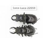 Lucanus langi.  China, Tibet, Linzhi, Motuo county. 2M. Luca-Luca-22059.