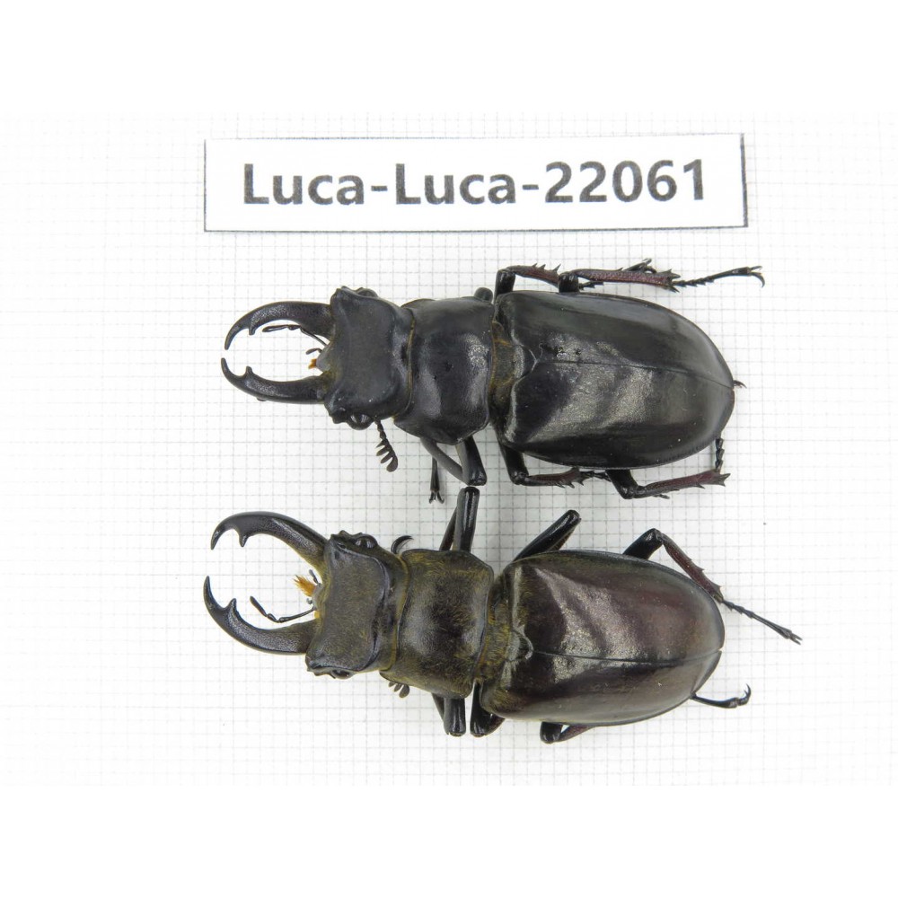 Lucanus langi. China, Tibet, Linzhi, Motuo county. 2M. Luca-Luca-22061.
