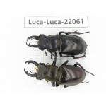 Lucanus langi. China, Tibet, Linzhi, Motuo county. 2M. Luca-Luca-22061.