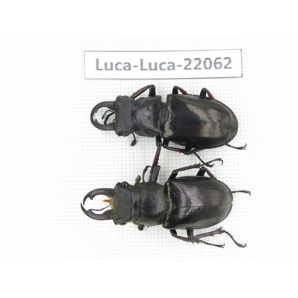 Lucanus langi. China, Tibet, Linzhi, Motuo county. 2M. Luca-Luca-22062.
