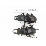 Lucanus langi. China, Tibet, Linzhi, Motuo county. 2M. Luca-Luca-22062.