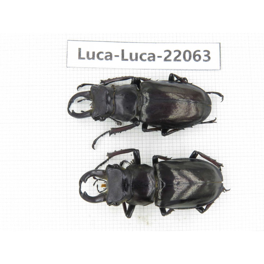 Lucanus langi. China, Tibet, Linzhi, Motuo county. 2M. Luca-Luca-22063.