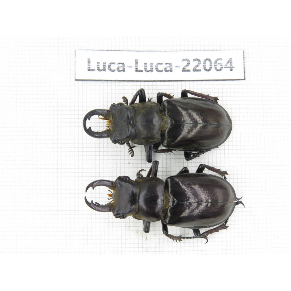 Lucanus langi. China, Tibet, Linzhi, Motuo county. 2M. Luca-Luca-22064.