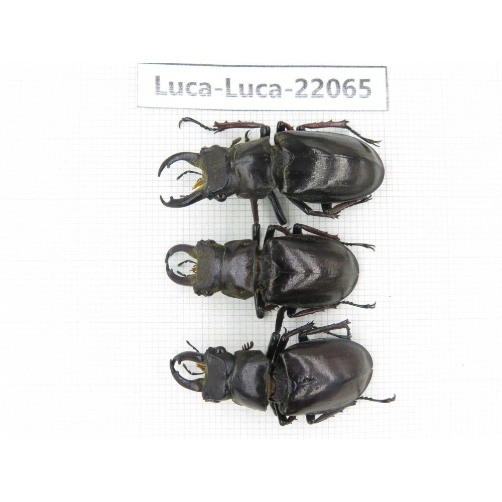 Lucanus langi. China, Tibet, Linzhi, Motuo county. 3M. Luca-Luca-22065.