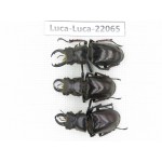Lucanus langi. China, Tibet, Linzhi, Motuo county. 3M. Luca-Luca-22065.