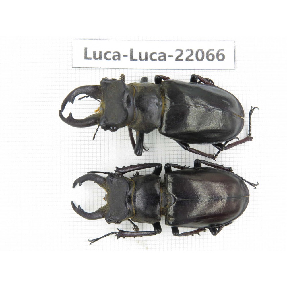 Lucanus langi. China, Tibet, Linzhi, Motuo county. 2M. Luca-Luca-22066.