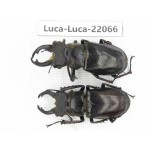 Lucanus langi. China, Tibet, Linzhi, Motuo county. 2M. Luca-Luca-22066.