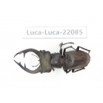 Lucanus sp. China, Yunnan, Honghe, Jinping county. 1M. Luca-Luca-22085.