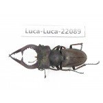 Lucanus sp. China, Yunnan, Honghe, Jinping county. 1M. Luca-Luca-22089.