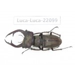 Lucanus sp. China, Yunnan, Honghe, Jinping county. 1M. Luca-Luca-22099.