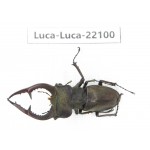 Lucanus sp. China, Yunnan, Honghe, Jinping county. 1M. Luca-Luca-22100.