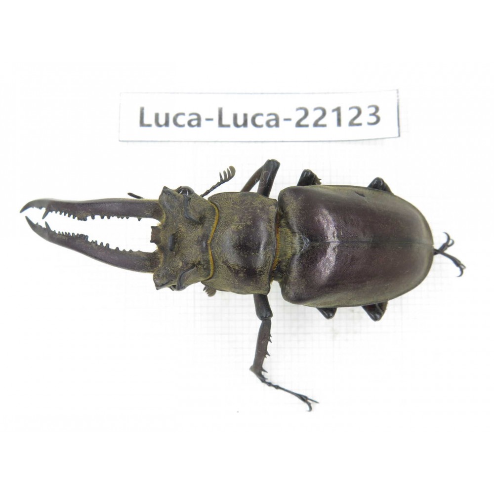 Lucanus sp. China, Yunnan, Honghe, Jinping county. 1M. Luca-Luca-22123.