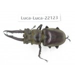 Lucanus sp. China, Yunnan, Honghe, Jinping county. 1M. Luca-Luca-22123.