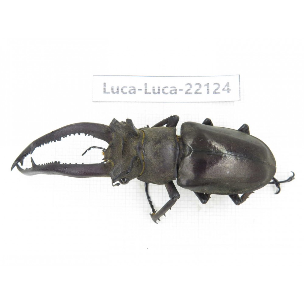 Lucanus sp. China, Yunnan, Honghe, Jinping county. 1M. Luca-Luca-22124.
