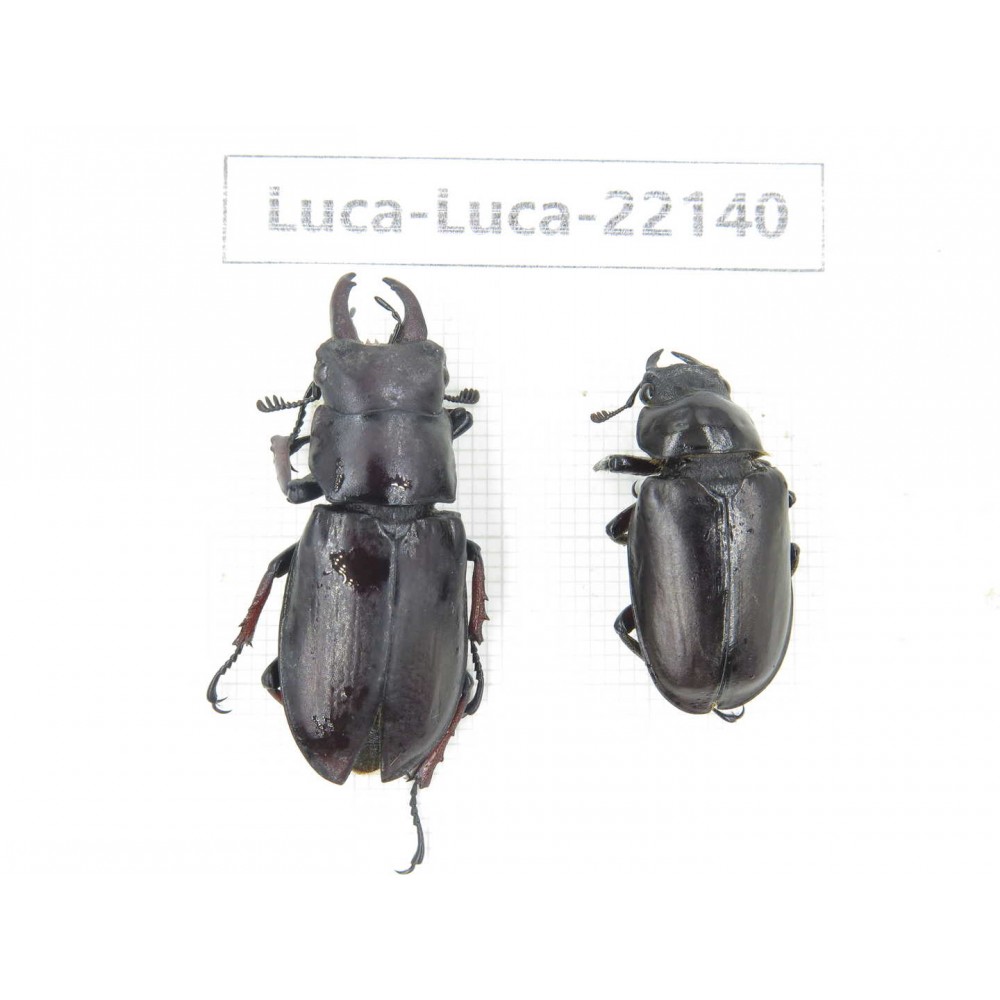 Lucanus imitator. China, Tibet, Linzhi, Bomi county. 1P. Luca-Luca-22140.