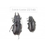 Lucanus imitator. China, Tibet, Linzhi, Bomi county. 1P. Luca-Luca-22140.