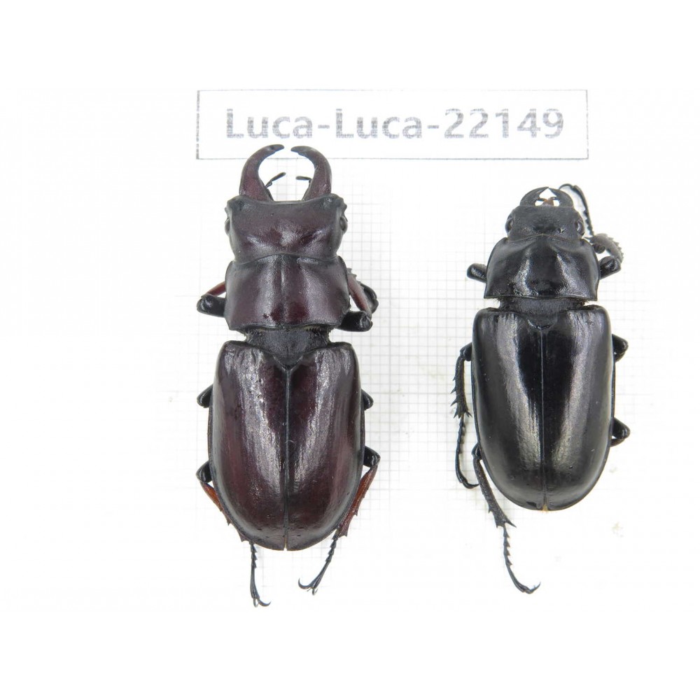 Lucanus imitator. China, Tibet, Linzhi, Bomi county. 1P. Luca-Luca-22149.