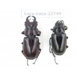 Lucanus imitator. China, Tibet, Linzhi, Bomi county. 1P. Luca-Luca-22149.