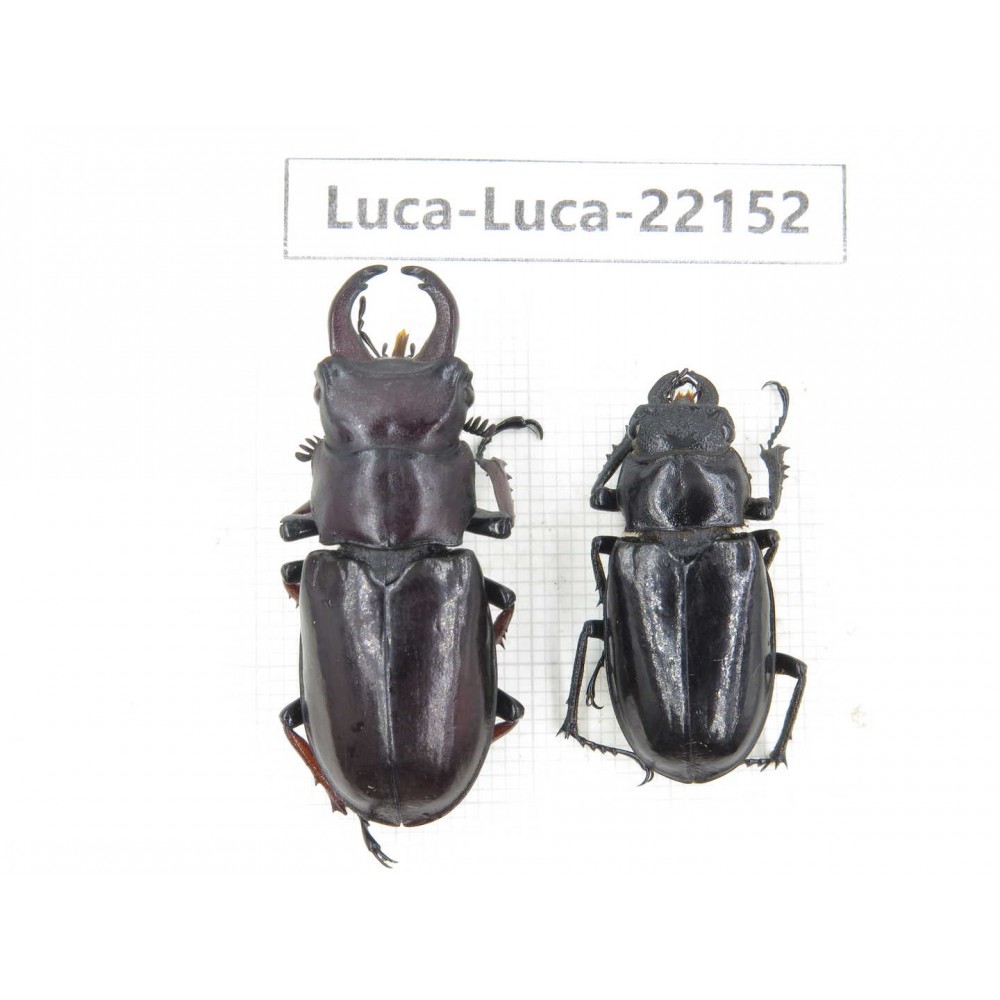 Lucanus imitator. China, Tibet, Linzhi, Bomi county. 1P. Luca-Luca-22152.