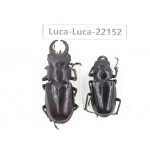 Lucanus imitator. China, Tibet, Linzhi, Bomi county. 1P. Luca-Luca-22152.