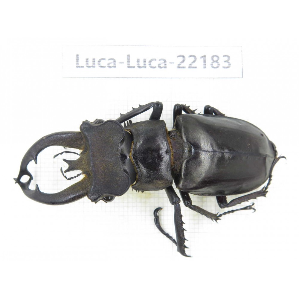Lucanus fryi. China, Yunnan, Nujiang, Lushui county.1M. Luca-Luca-22183.