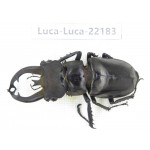 Lucanus fryi. China, Yunnan, Nujiang, Lushui county.1M. Luca-Luca-22183.