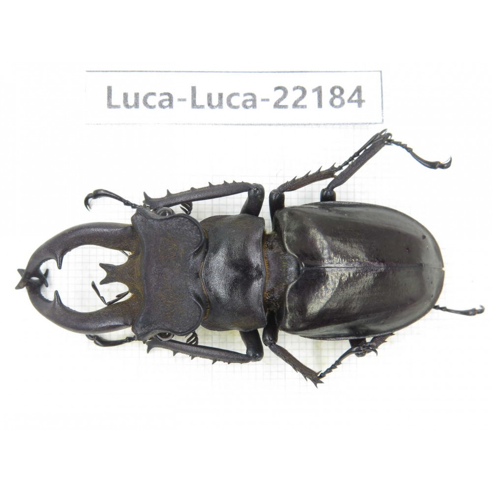 Lucanus fryi. China, Yunnan, Nujiang, Lushui county.1M. Luca-Luca-22184.
