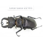 Lucanus fryi. China, Yunnan, Nujiang, Lushui county.1M. Luca-Luca-22185.