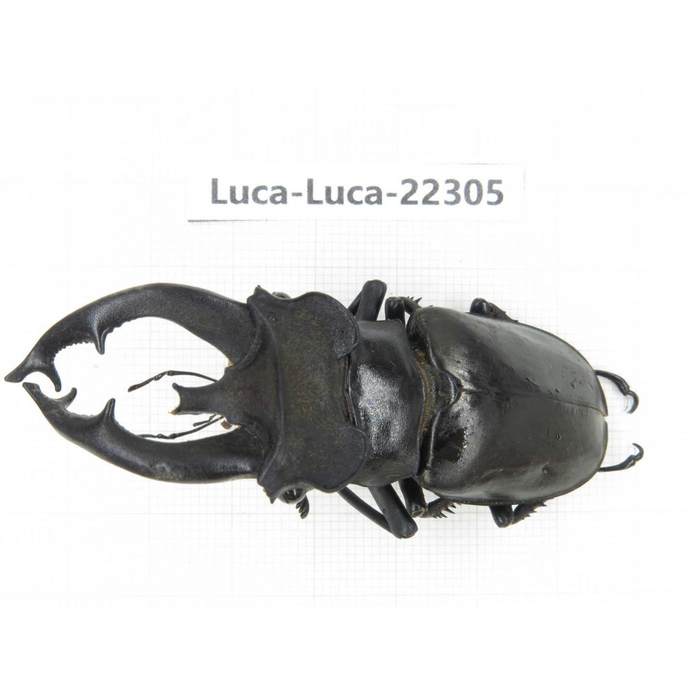 Lucanus fryi. China, Yunnan, Nujiang, Lushui county.1M. Luca-Luca-22305.