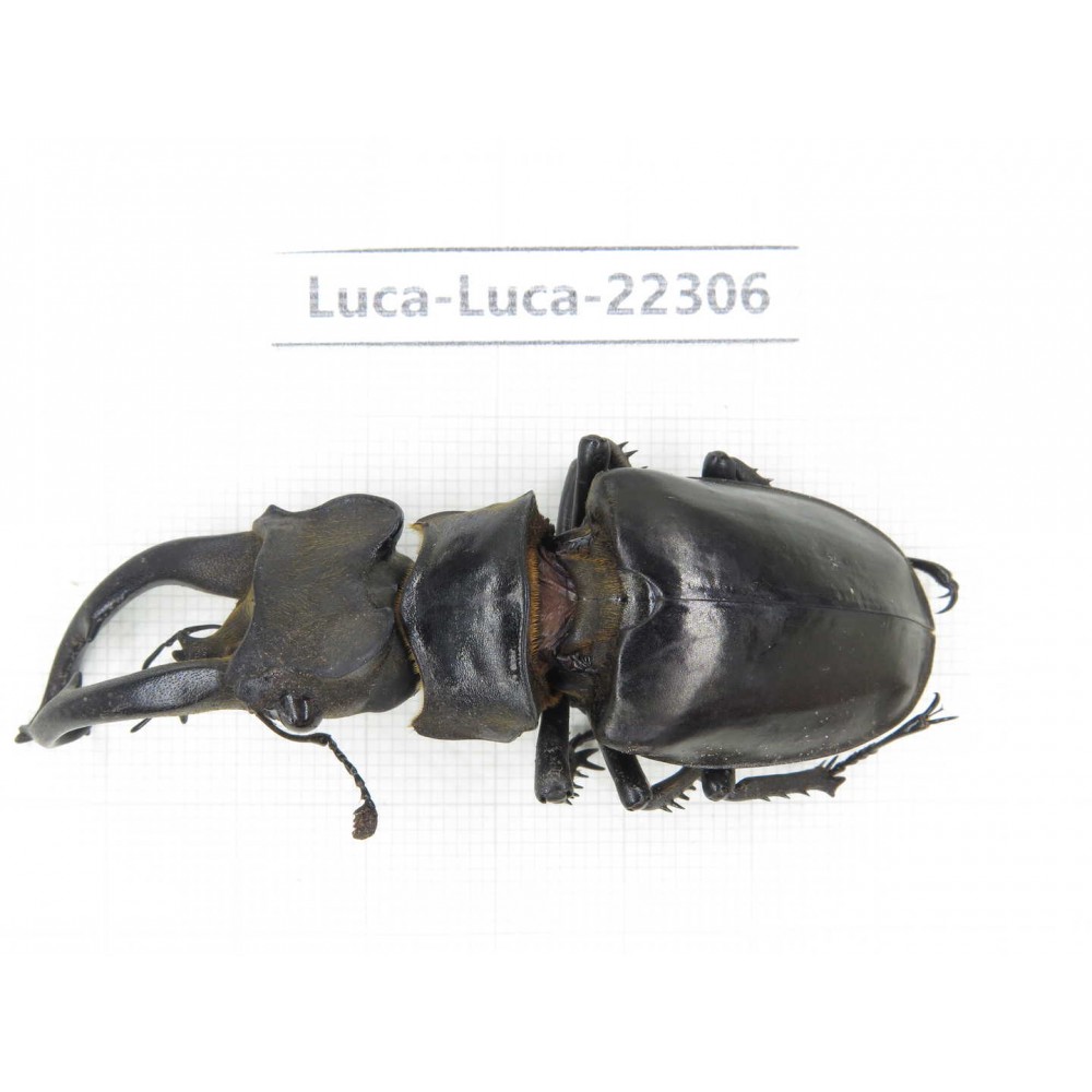 Lucanus fryi. China, Yunnan, Nujiang, Lushui county.1M. Luca-Luca-22306.