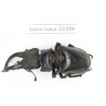 Lucanus fryi. China, Yunnan, Nujiang, Lushui county.1M. Luca-Luca-22306.
