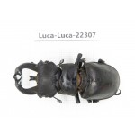 Lucanus fryi. China, Yunnan, Nujiang, Lushui county.1M. Luca-Luca-22307.
